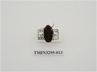 藏品(黑斑陷紋金龜)的圖片